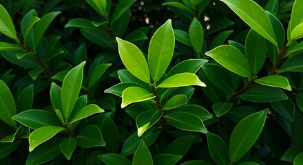 Obraz premium Lush Green Foliage, Vibrant Leaves Texture Background AI Generated