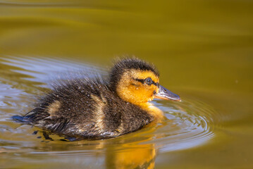 Mallard duckling on the surface of a pond in the morning light
