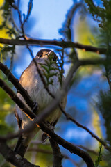 Eurasian Blackcap perched on a branch in the morning light