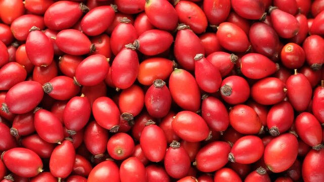 Close up view of rosehip berries. Rosa Canina berries. Red forest berries. Wild berries. Aramotherapeutic plants. 4k video 