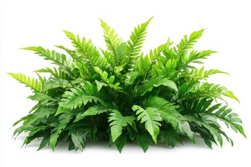 Fototapeta premium Lush Green Fern Leaves Isolated on White Background