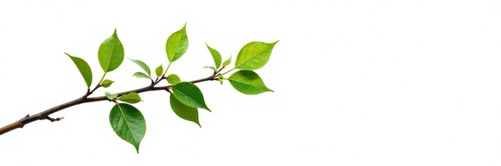 Fototapeta premium Isolated branch with small twigs and leaves on white, trees, leaf