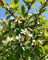Fototapeta premium Bee