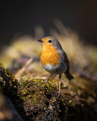 Bird Robin Erithacus rubecula, small bird in forest puddle, spring time in Poland Europe bird drinking water
