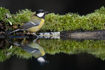 Bird - Colorful great tit Parus major drinking water and bathing in forest pond, photographed in horizontal, amazing background, spring time