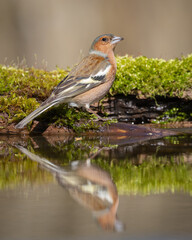 Bird male chaffinch Fringilla coelebs perching on forest puddle, spring time Poland Europe	