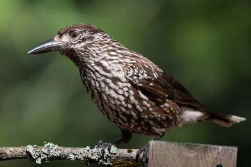 Bird Nutcracker Nucifraga caryocatactes spring time forest pond Knyszynska Primeval Forest north part Poland Europe bird drinking water