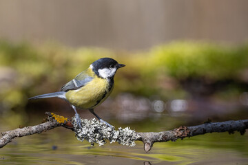 Bird - Colorful great tit Parus major drinking water and bathing in forest pond, photographed in...