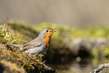 Bird Robin Erithacus rubecula, small bird in forest puddle, spring time in Poland Europe bird drinking water