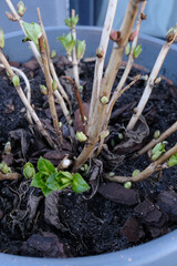 A potted plant with green leaves and brown stems