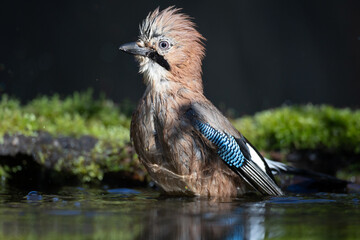 Bird - Eurasian Jay Garullus glandarius, bird bathes and drinking water in a forest pool, spring time