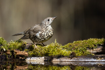 Bird - Song Trush Turdus philomelos in the forrest waterhole amazing warm light bird drinking water and bathing spring time