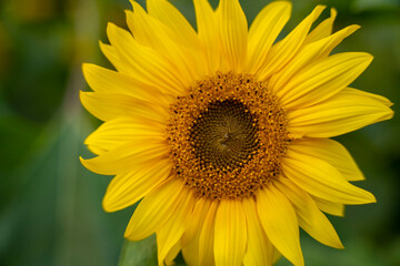 Fototapeta premium Bangladesh yellow sunflower, close view of yellow sunflower at garden, blooming sunflower with green leaf background, real close capture of sunflower