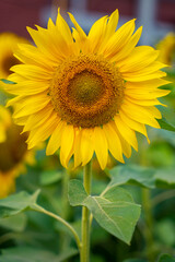 Obraz premium Bangladesh yellow sunflower, close view of yellow sunflower at garden, blooming sunflower with green leaf background, real close capture of sunflower