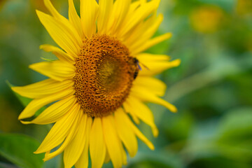 Obraz premium Bangladesh yellow sunflower, close view of yellow sunflower at garden, blooming sunflower with green leaf background, real close capture of sunflower