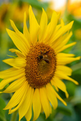 Bangladesh yellow sunflower, close view of yellow sunflower at garden, blooming sunflower with green leaf background, real close capture of sunflower