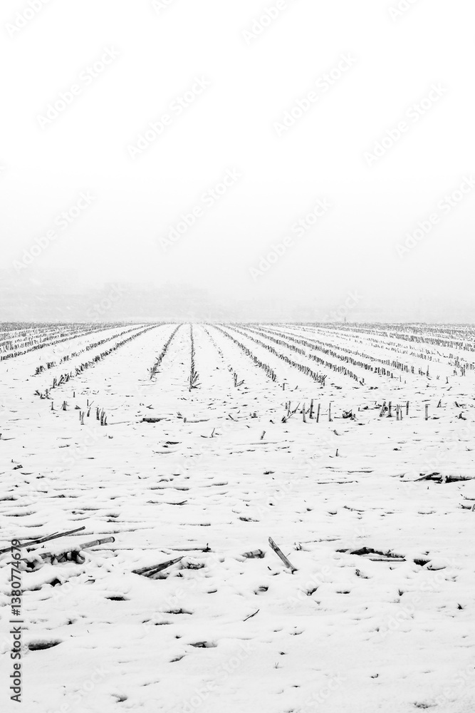 Poster a snowy field with a few trees in the background
