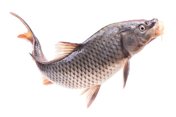 Fish carp isolated on white background