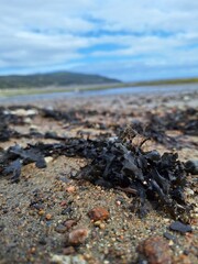 Seaweeds washed on the coast in Saint-Joseph-de-la-Rive, Québec