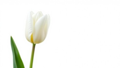 Single white tulip isolated on white background, image, beautiful, flower