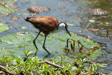 Jacana à poitrine dorée,.Actophilornis africanus, African Jacana, Parc national Kruger, Afrique du Sud