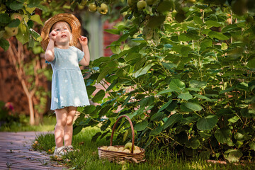 young girl in a blue dress and a straw hat stands under an apple tree, carefully picking a ripe...