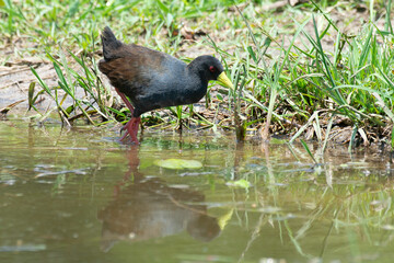 Râle à bec jaune, Marouette à bec jaune, Amaurornis flavirostra, Black Crake, Afrique du Sud