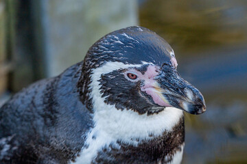 portrait of a penguin