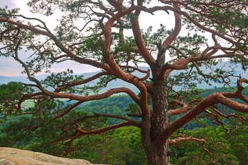 Old pine tree on a rock. Tall trees in the background. Natural beauty.