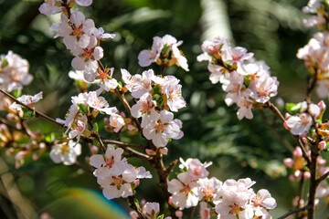Bees on peach blossoms