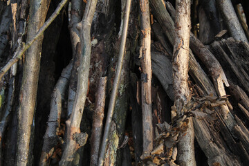 tree bark texture