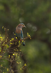 Indian roller perched on a tree at Bhandavgarh tiger reserve, Madhya pradesh, India