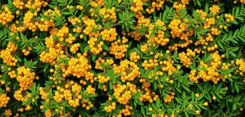 Obraz premium Low-lying sea buckthorn bush, vibrant yellow berries and blossoms, lush green foliage, flora, natural, texture