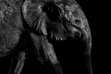 A striking black and white portrait of an African elephant captured in dramatic side lighting against a dark background.