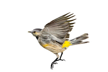Yellow-Rumped Warbler (Dendroica coronata) Photo, in Flight, on a Transparent, Isolated PNG Background