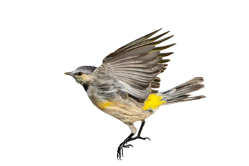 Yellow-Rumped Warbler (Dendroica coronata) Photo, in Flight, on a Transparent, Isolated PNG Background