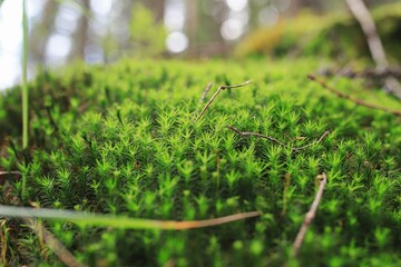 Macro shot of thick green moss. The textural detail and rich color make this image perfect for backgrounds, textures, or nature illustrations.