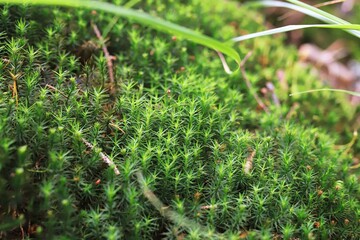 Macro shot of thick green moss. The textural detail and rich color make this image perfect for backgrounds, textures, or nature illustrations.