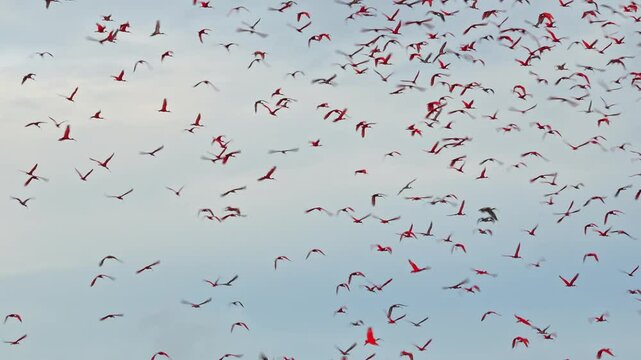 Large red scarlet ibis flying back home to their sleeping place, Revoada dos guaras, which means the flight of the guaras, a phenomenon that occurs daily on the Delta of the Parnaiba River in Brazil