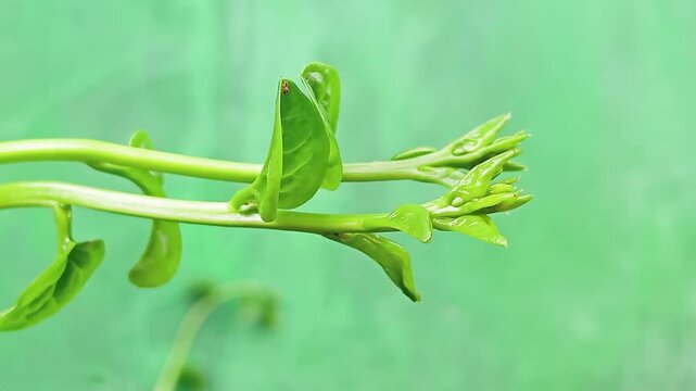 The apical meristem at the tip of the plant functions to make shoots grow longer and form new cells that form new parts such as leaves and flowers.