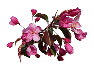 Blooming pink apple tree isolated photo