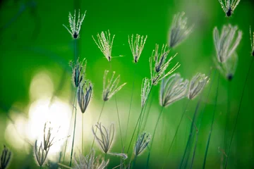  Delicate Grass Flowers with Dew Under Bright Green Nature Background © sakhorn38