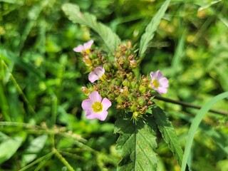 Purple chocolate flowers (Melochia corchorifolia) bloom on abandoned land 