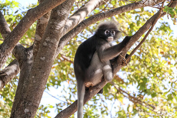 Cute dusky leaf monkey, spectacled langur sits on a tree branch in the jungle in its natural habitat