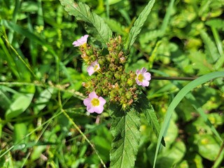 Purple chocolate flowers (Melochia corchorifolia) bloom on abandoned land 