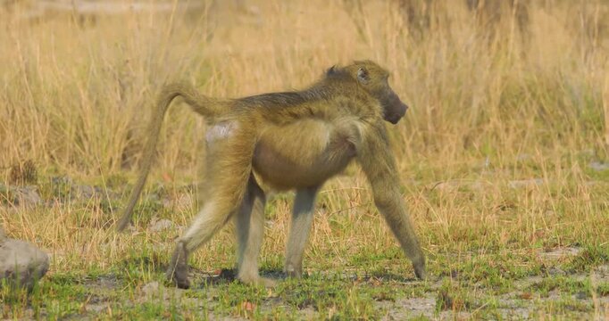 Chacma baboon (Papio ursinus); young male walking on grassland, Namibia
