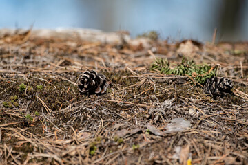 pine cones on forest ground