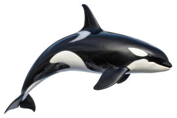 Orca swimming in the ocean showcasing its graceful movements and natural beauty in the aquatic world for educational and design purposes