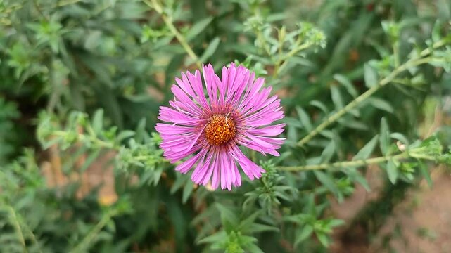 Blooming aster flower close-up. Small blooming pink flower with green leaves. Red petals collected in inflorescence stamen. Garden varietal flowers. Breeding growing herbaceous plants