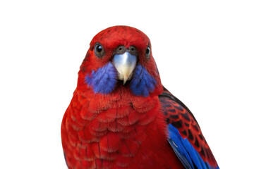 Vibrant crimson parrot showcasing striking colors and intricate patterns for wildlife enthusiasts and bird lovers